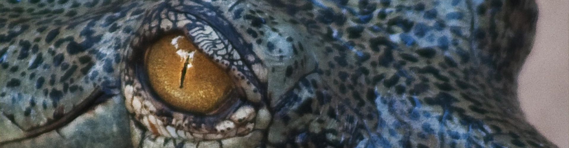 Website Header 11 alligator