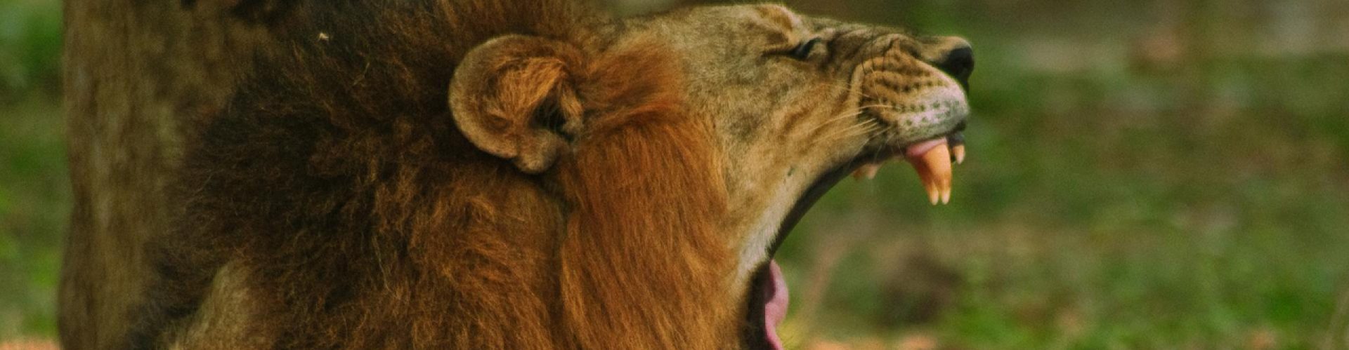 Website Header 12 lion roar