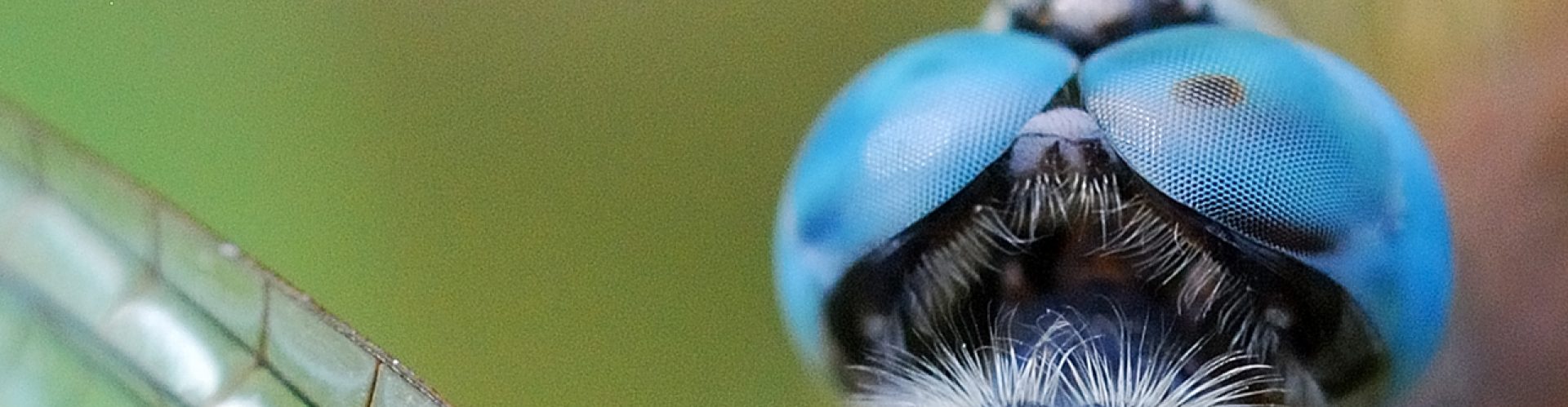 Website Header 13 dragon fly